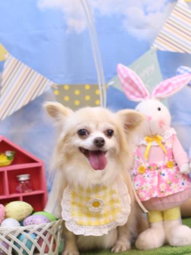 20240331チャッピーちゃん